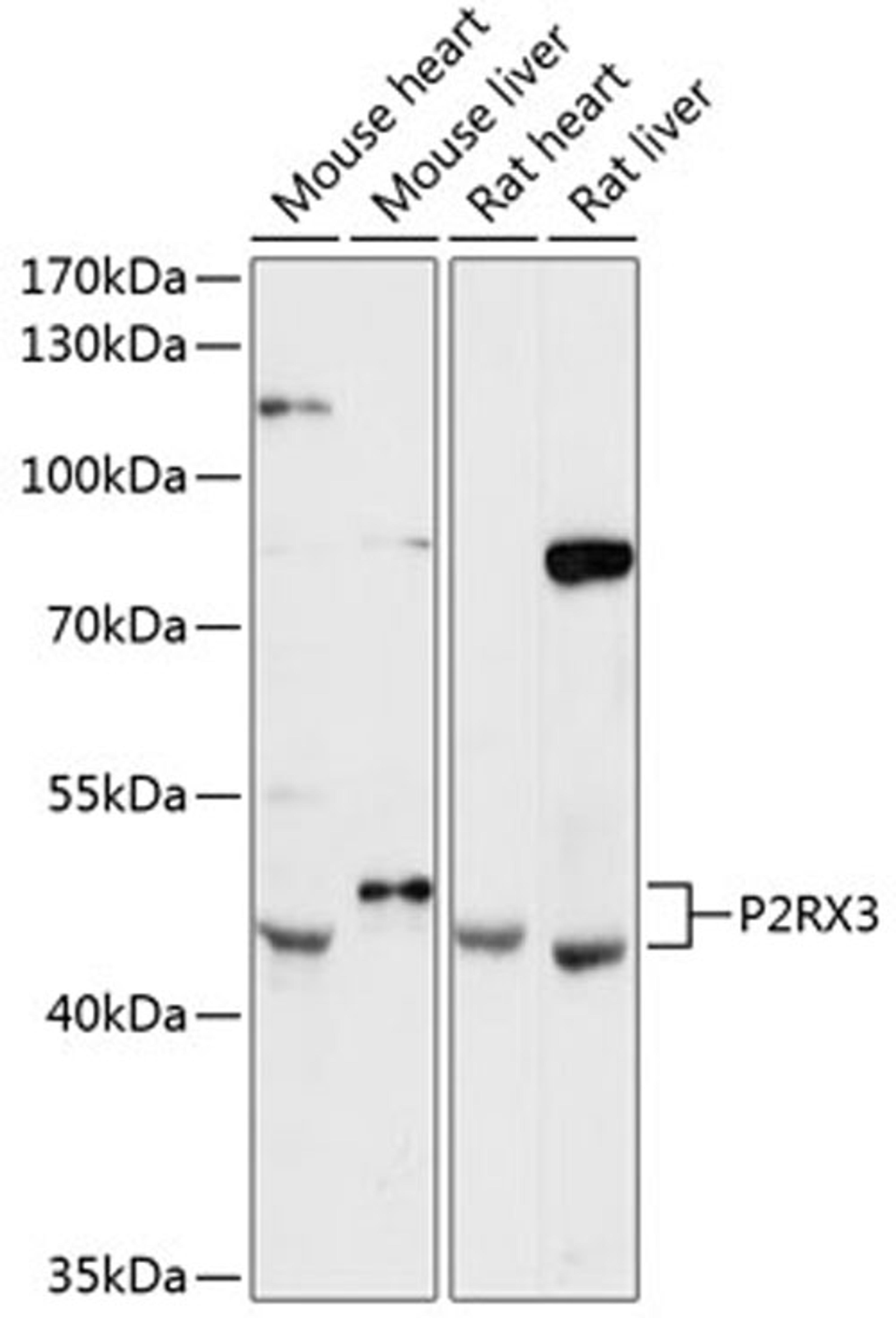 Western blot - P2RX3 antibody (A12965)