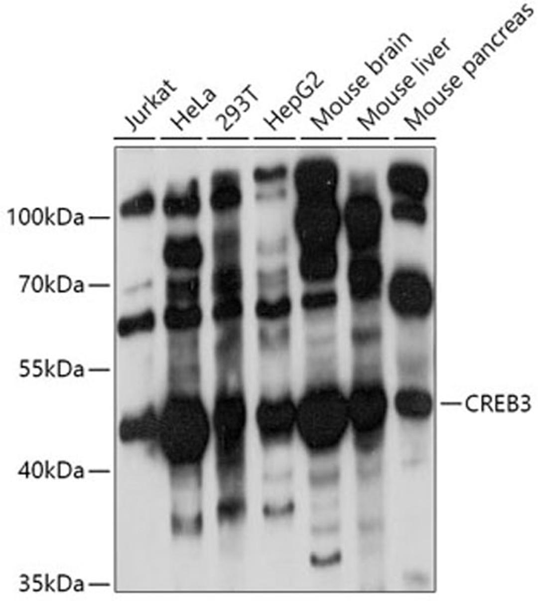 Western blot - CREB3 antibody (A6567)