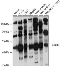 Western blot - CREB3 antibody (A6567)