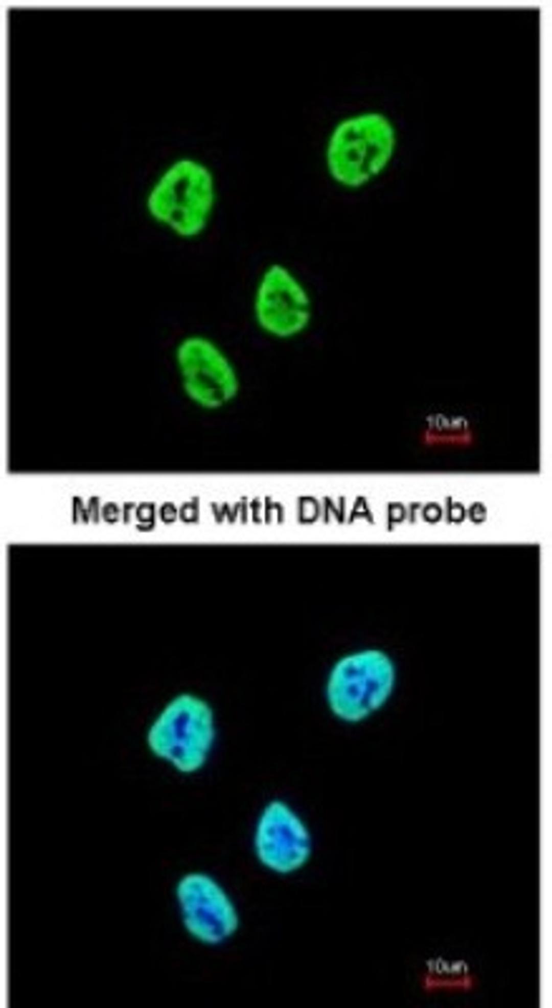 Immunocytochemistry/Immunofluorescence: SET Antibody [NBP1-30888] - Paraformaldehyde-fixed HeLa, using antibody at 1:200 dilution.