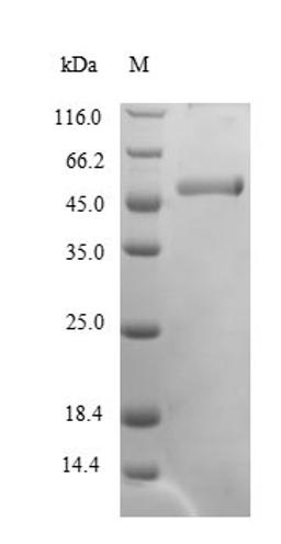 (Tris-Glycine gel) Discontinuous SDS-PAGE (reduced) with 5% enrichment gel and 15% separation gel.