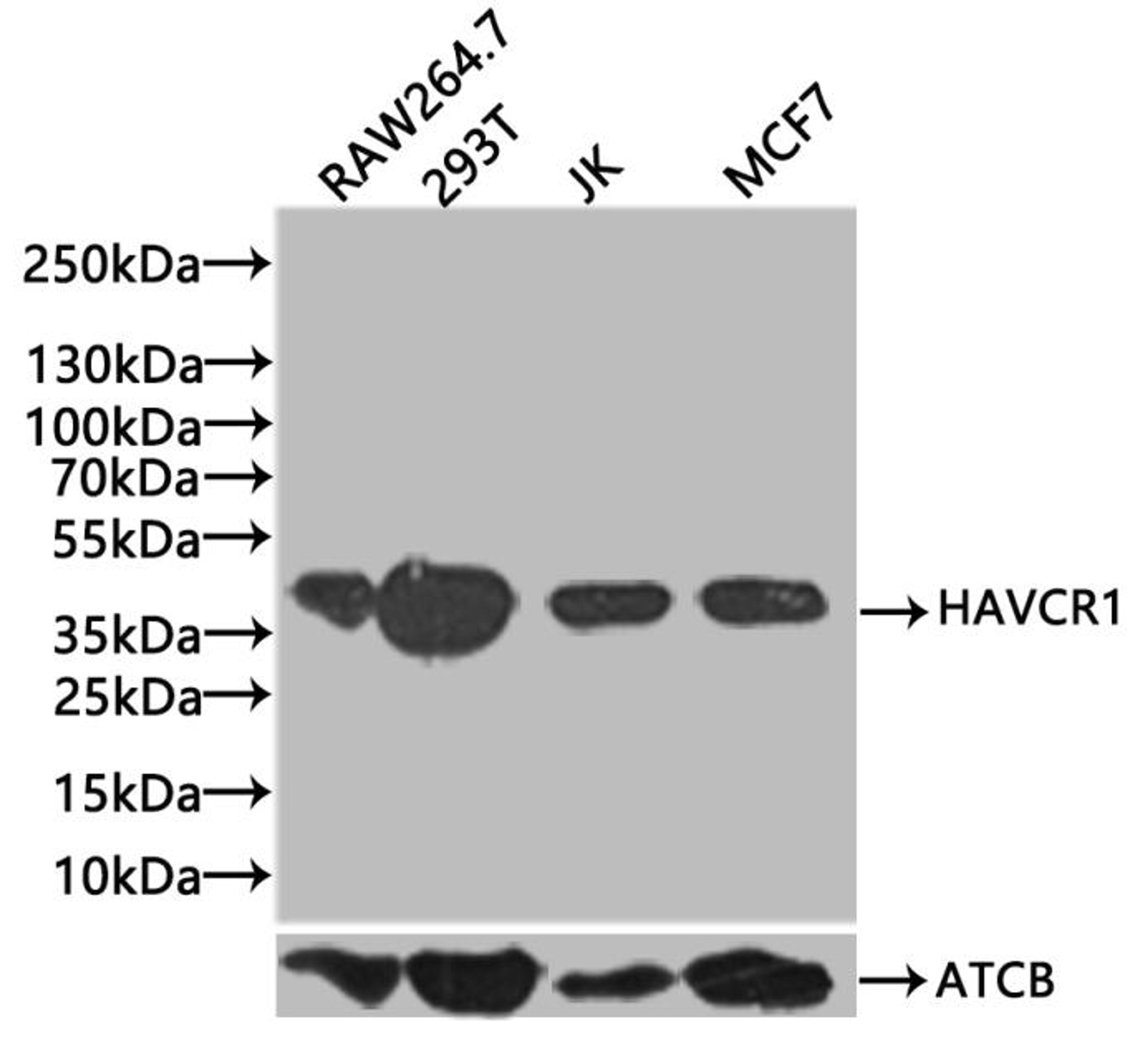 Western Blot. Positive WB detected in: RAW264.7 whole cell lysate, 293T whole cell lysate, HepG2 whole cell lysate, NIH/3T3 whole cell lysate. All lanes: TIM1 antibody at 1:1000. Secondary. Goat polyclonal to rabbit IgG at 1/50000 dilution. Predicted band size: 40 kDa. Observed band size: 50 kDa.