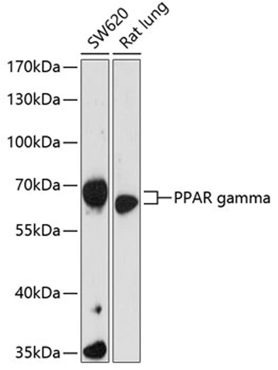 Western blot - PPAR gamma antibody (A16958)