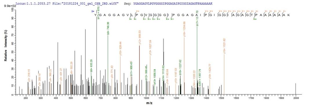 Based on the SEQUEST from database of E.coli host and target protein, the LC-MS/MS Analysis result of CSB-EP007617MO could indicate that this peptide derived from E.coli-expressed Mus musculus (Mouse) Eln.