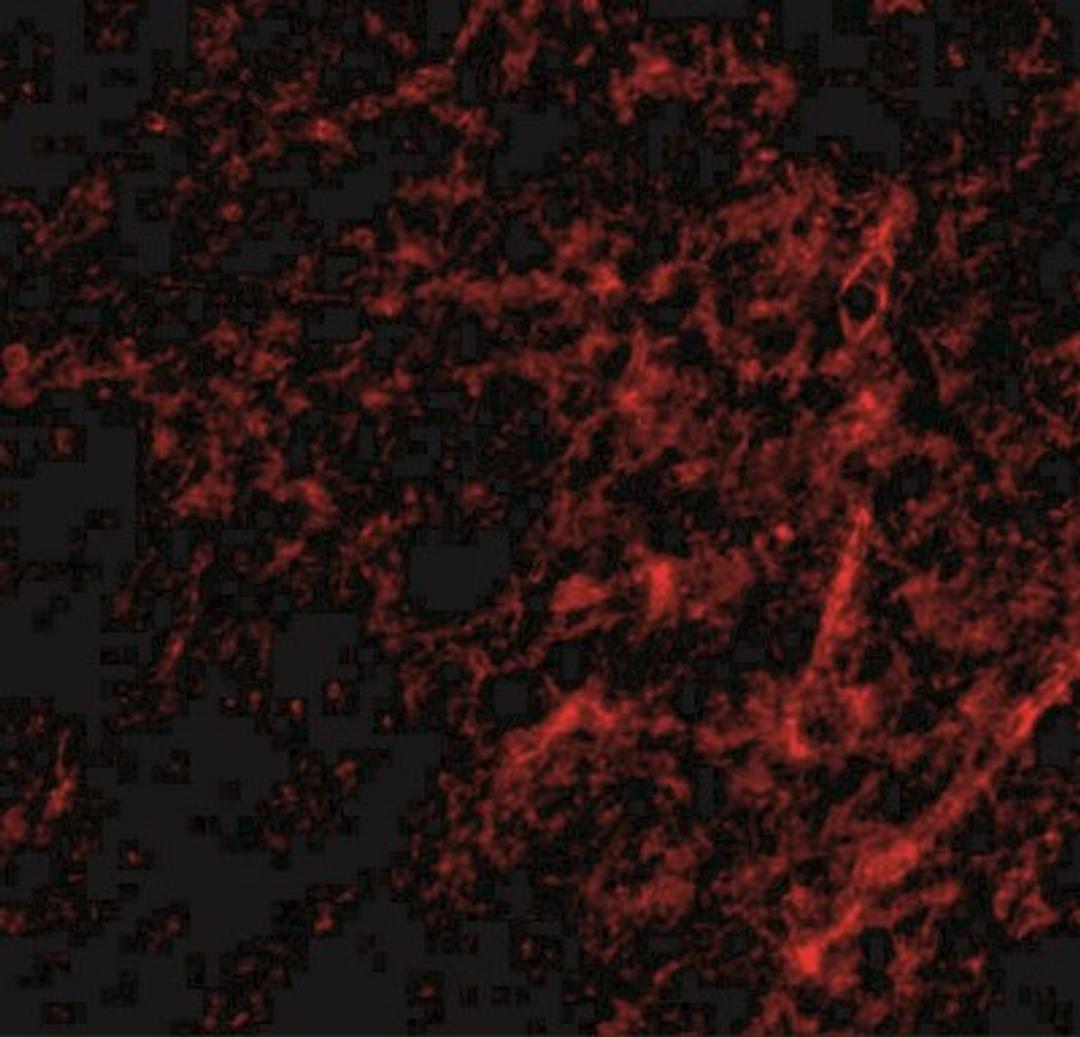 Immunocytochemistry/Immunofluorescence: AIFM3 Antibody [NBP1-76889] - Immunofluorescence of AIFM3 in human brain tissue with AIFM3 antibody at 20 ug/mL.