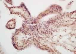 Immunohistochemical analysis of formalin-fixed paraffin embedded mouse placenta tissue using ASCL2 antibody (dilution at 1:200)