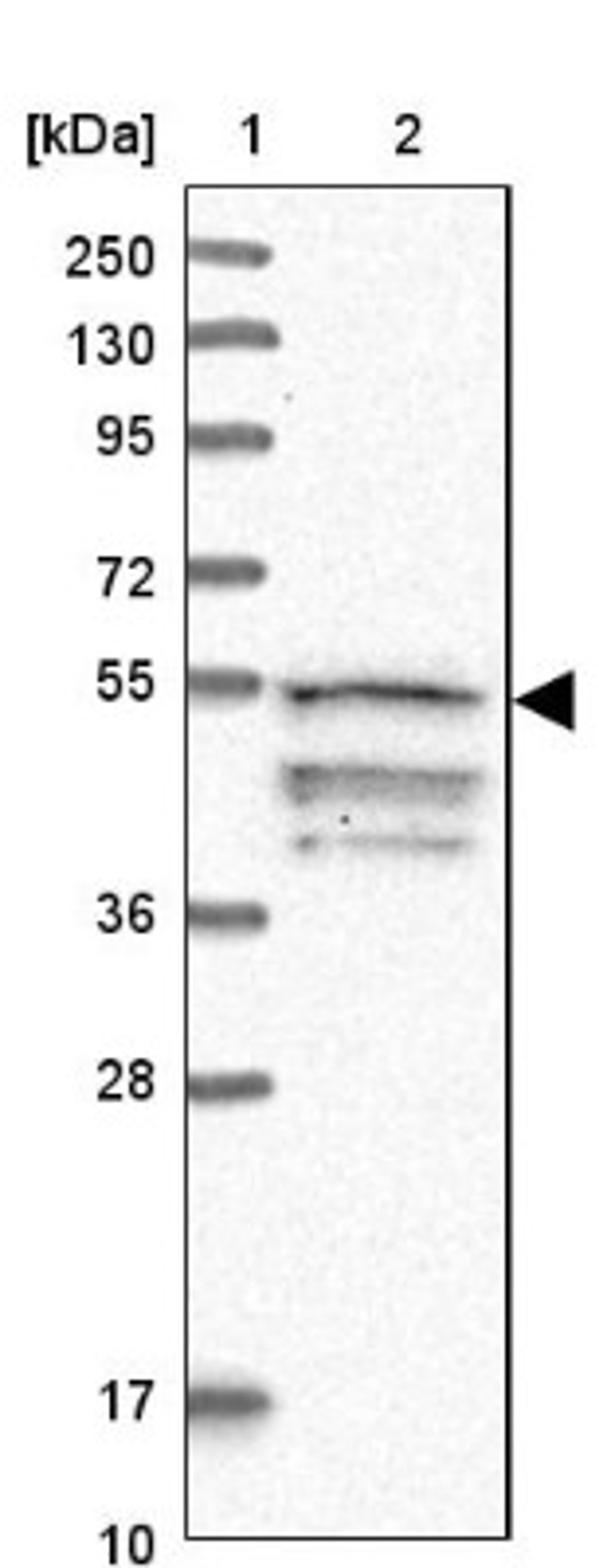 Western Blot: UHRF1BP1L Antibody [NBP1-81486] - Lane 1: Marker [kDa] 250, 130, 95, 72, 55, 36, 28, 17, 10<br/>Lane 2: Human cell line RT-4