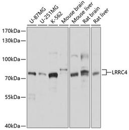 Western blot - LRRC4 antibody (A10321)