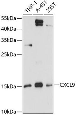 Western blot - CXCL9 antibody (A1864)