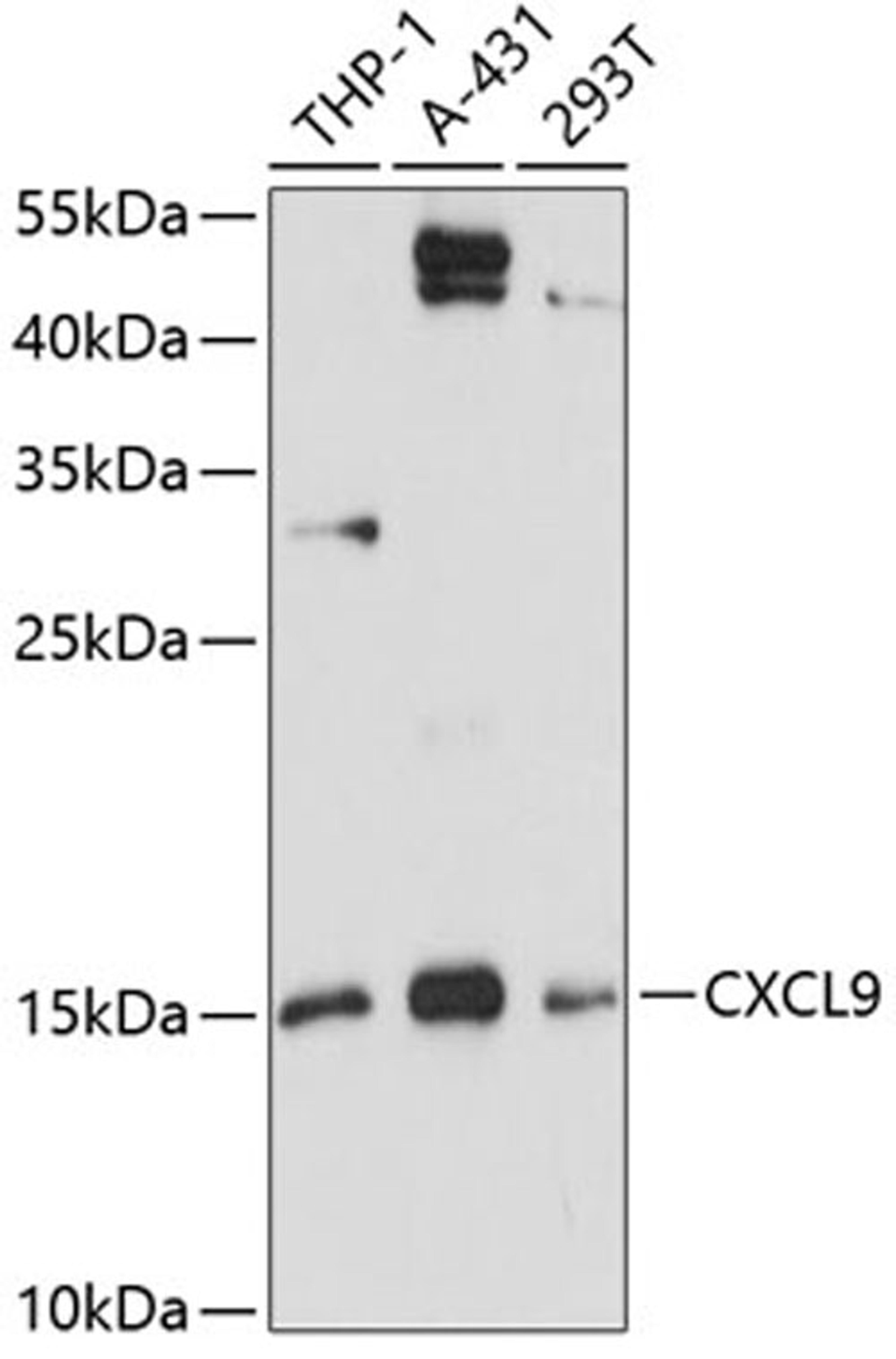 Western blot - CXCL9 antibody (A1864)