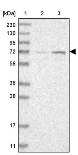 Western Blot: C7orf51 Antibody [NBP1-93806] - Lane 1: Marker [kDa] 230, 130, 95, 72, 56, 36, 28, 17, 11<br/>Lane 2: Human cell line RT-4<br/>Lane 3: Human cell line U-251MG sp