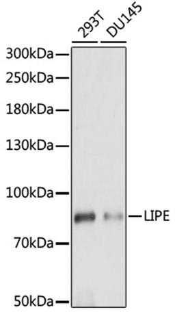 Western blot - LIPE antibody (A15686)