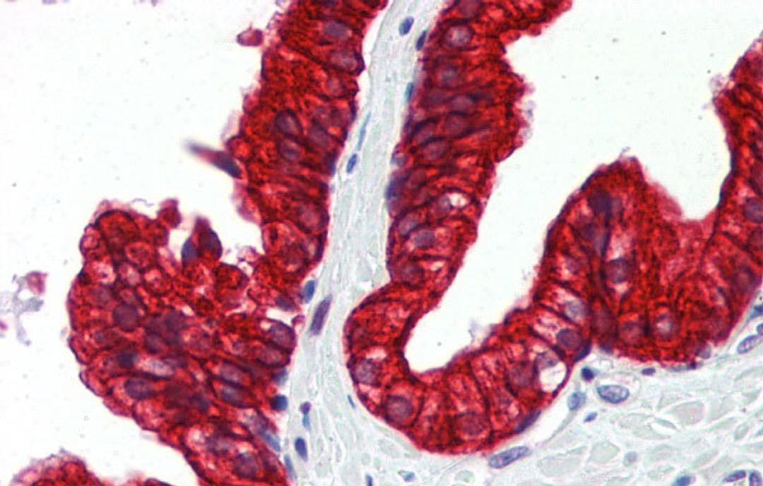 Antibody used in IHC on Human Prostate at 5.0 ug/ml.