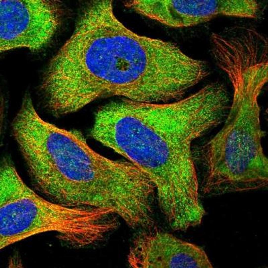 Immunocytochemistry/ Immunofluorescence: PFDN2 Antibody [NBP1-86378] -  Immunofluorescent staining of human cell line U-2 OS shows positivity in nucleoli & cytoplasm.