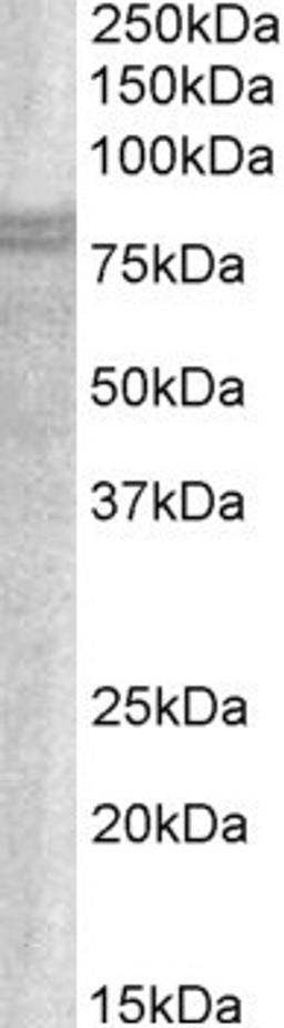 46-401 (1ug/ml) staining of A549 lysate (35ug protein in RIPA buffer). Primary incubation was 1 hour. Detected by chemiluminescence.