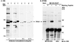 Western Blot: MLL4 Antibody [NB600-254] - Detection of Human Trithorax 2 on HeLa whole cell lysate using NB600-254. Immunoprecipitated TRX2 was detected by WB using either NB600-254 or another rabbit anti-TRX2 antibody.