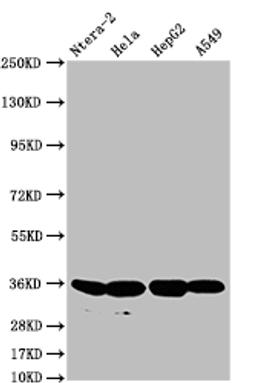 Western Blot. Positive WB detected in: Ntera-2 whole cell lysate, Hela whole cell lysate, HepG2 whole cell lysate, A549 whole cell lysate. All lanes: FGF19 antibody at 1:500. Secondary. Goat polyclonal to rabbit IgG at 1/50000 dilution. Predicted band size: 25 kDa. Observed band size: 36 kDa.