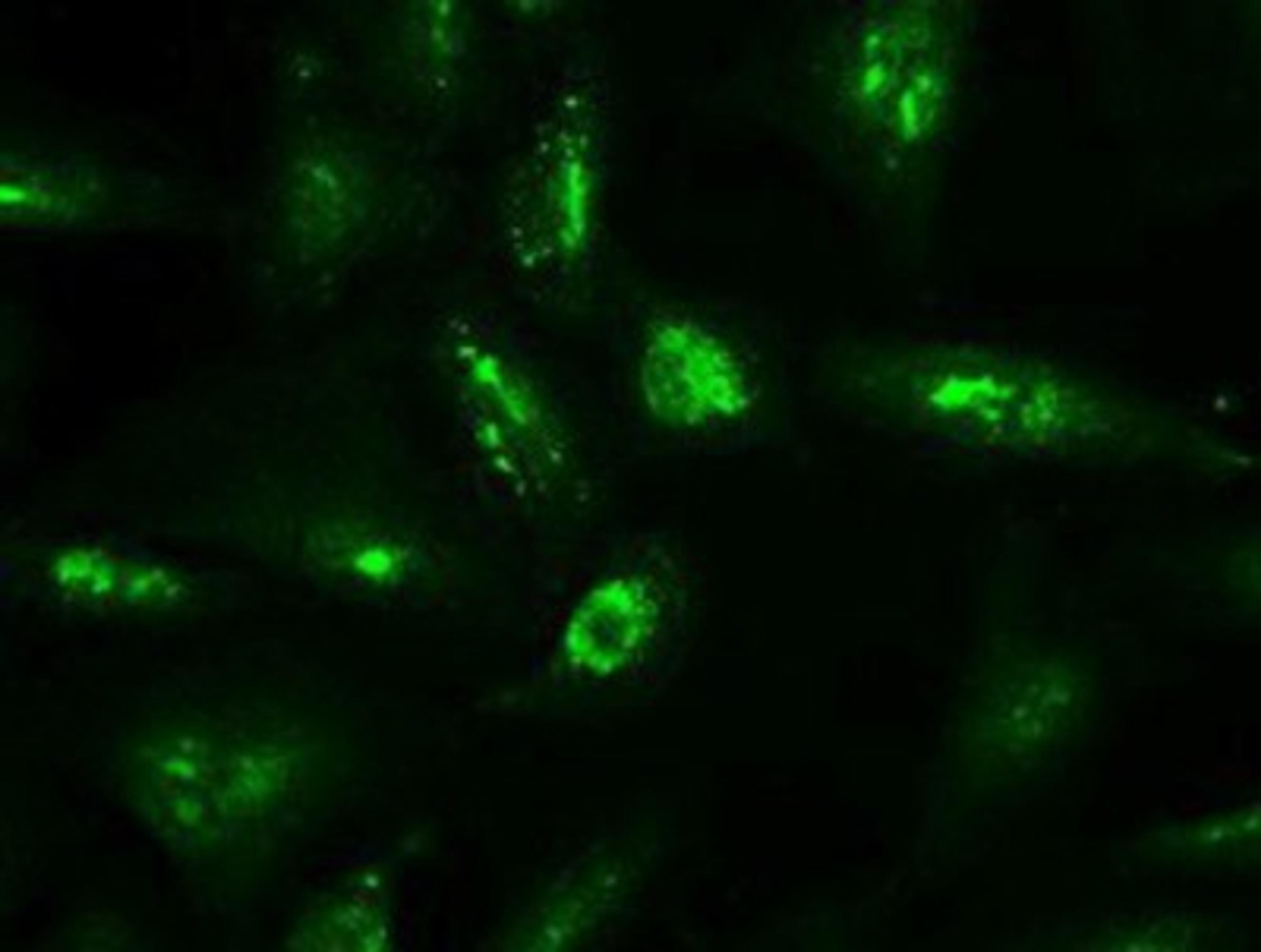 Immunocytochemistry/Immunofluorescence: Neurotrophin 4 Antibody (2E8) [NBP1-47897] - Immunofluorescent staining of A549 cells using anti-NTF4 mouse monoclonal antibody.