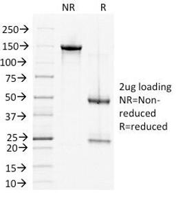 SDS-PAGE Analysis of Purified, BSA-Free DSG2 Antibody (clone 6D8). Confirmation of Integrity and Purity of the Antibody.