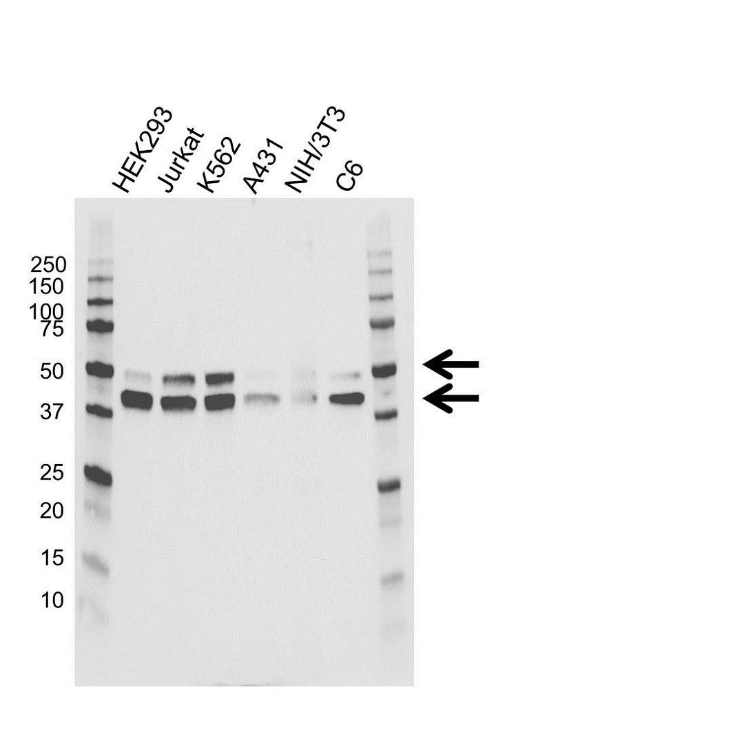 Western blot analysis of whole cell lysates probed with MAPK8 / JNK1 antibody