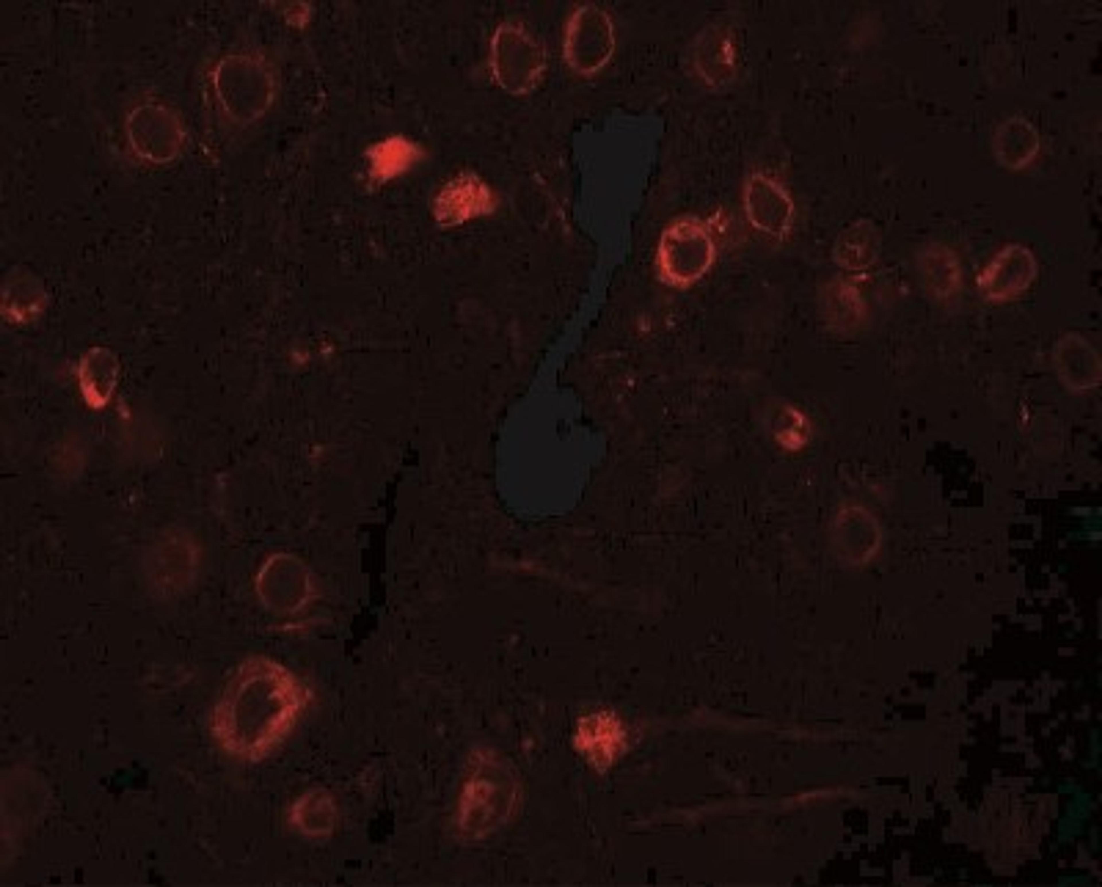 Immunofluorescence: TPT1/TCTP Antibody [NBP2-41206] - TPT1 in rat brain tissue with TPT1 antibody at 20 ug/ml.