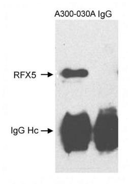 Immunohistochemistry-Paraffin: RFX5 Antibody [NB100-195] - Nuclear extract (50 ug for WB, 1 mg for IP) from HeLa cells.  Antibody used at 1 ug/ml for WB and 4 ug for IP.