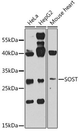 Western blot - SOST antibody (A8213)