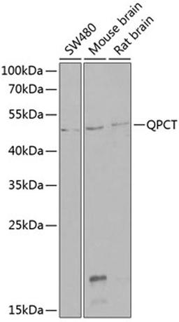 Western blot - QPCT antibody (A6711)