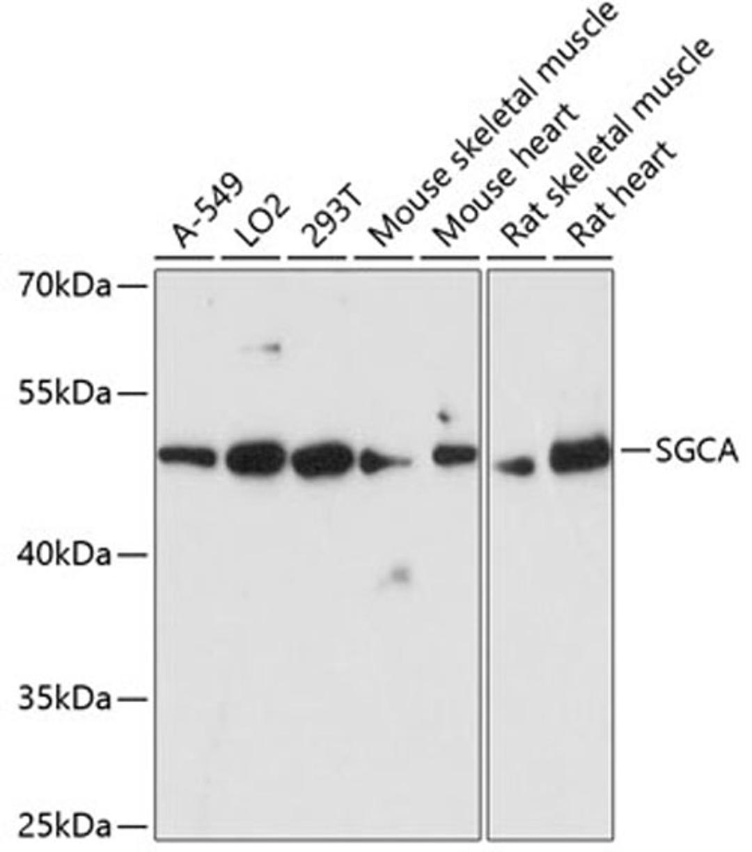 Western blot - SGCA antibody (A4109)