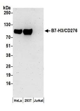 Detection of human B7-H3/CD276 by western blot.