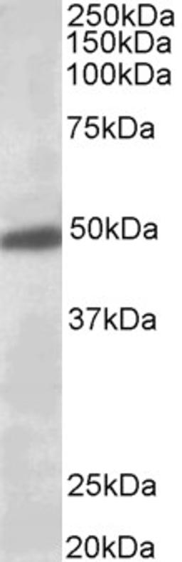 45-672 (0.5ug/ml) staining of Human Brain (Substantia Nigra) lysate (35ug protein in RIPA buffer). Primary incubation was 1 hour. Detected by chemiluminescence.