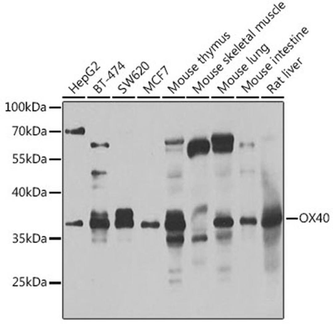 Western blot - OX40  antibody (A7499)