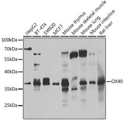 Western blot - OX40 antibody (A7499)