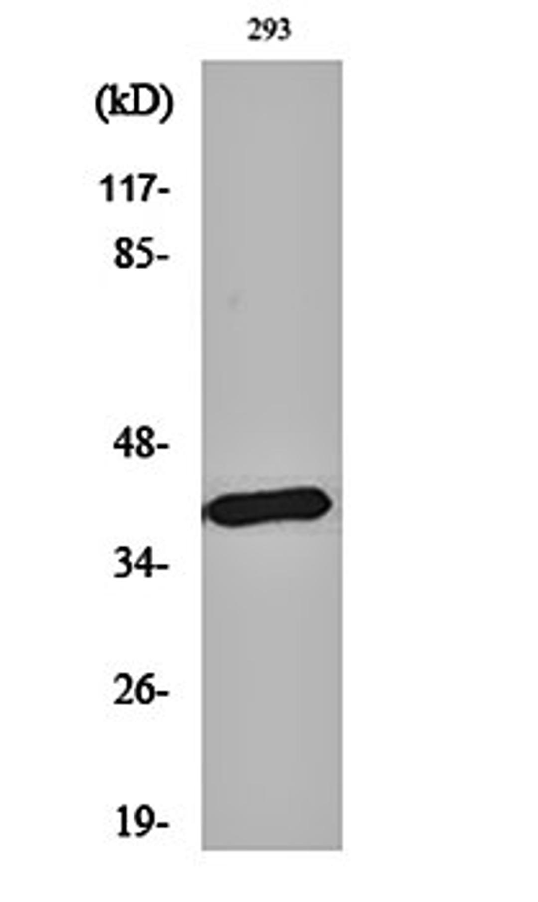 Western blot analysis of 293 cell lysates using MEL-1B-R antibody