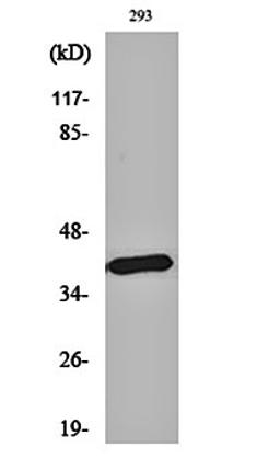 Western blot analysis of 293 cell lysates using MEL-1B-R antibody