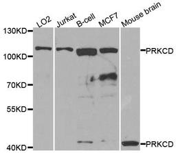 Western blot analysis of extracts of various cell lines using PKCD antibody