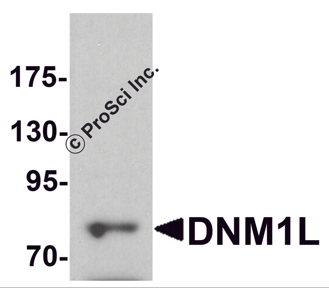 Western blot analysis of DNM1L in HeLa cell lysate with DNM1L antibody at 1 μg/ml.