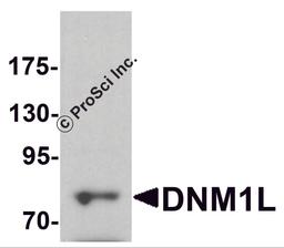 Western blot analysis of DNM1L in HeLa cell lysate with DNM1L antibody at 1 μg/ml.