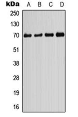 Western blot analysis of HeLa (Lane 1), HEK293T (Lane 2), Raw264.7 (Lane 3), PC12 (Lane 4) whole cell lysates using PIF1 antibody