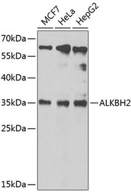 Western blot - ALKBH2 antibody (A6340)