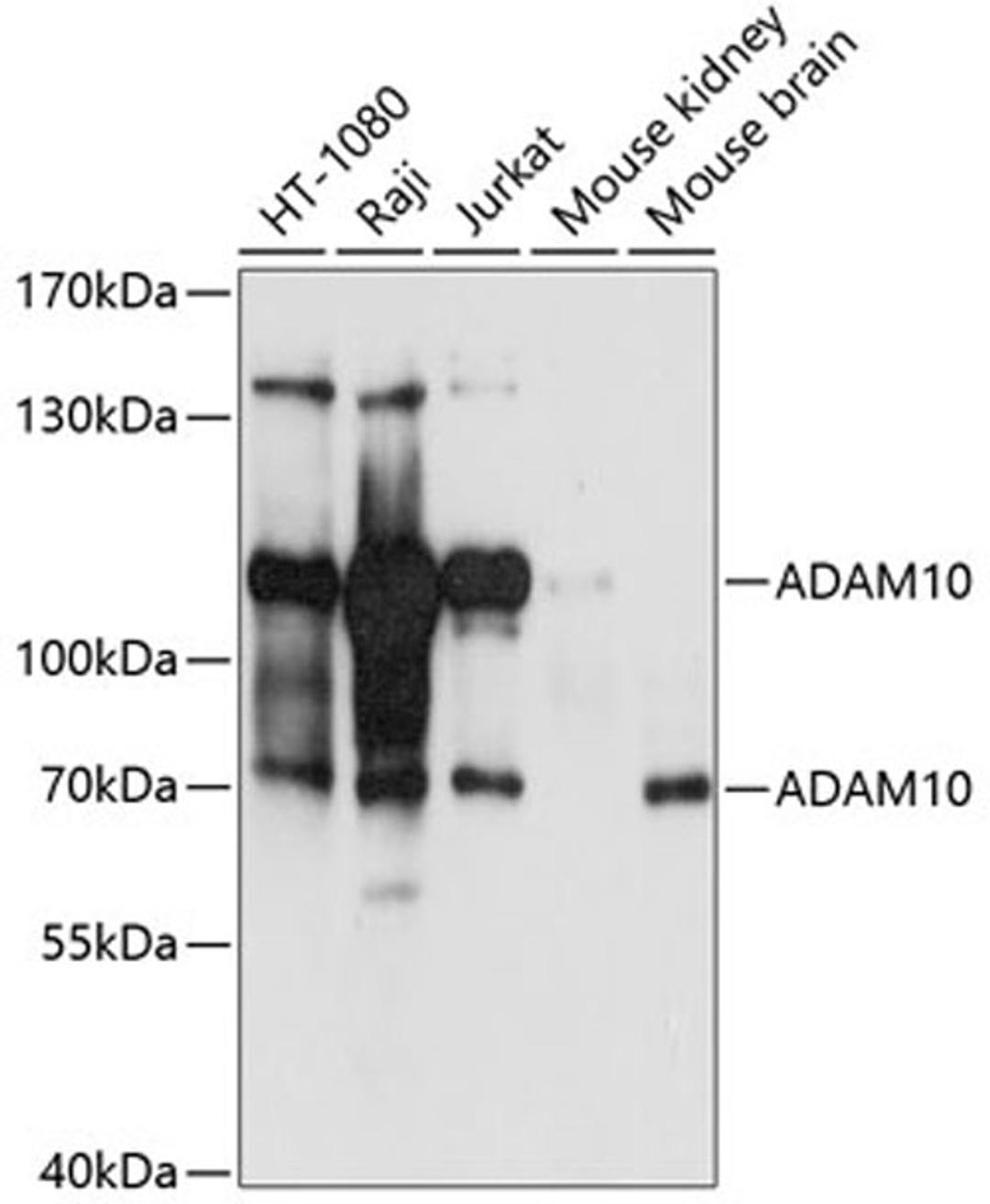 Western blot - ADAM10 antibody (A10438)