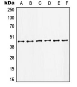 Western blot analysis of HeLa (Lane 1), U2OS (Lane 2), HCT116 (Lane 3), NIH3T3 (Lane 4), PC12 (Lane 5), rat kidney (Lane 6) whole cell lysates using JUN antibody