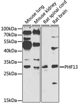 Western blot - PHF13 antibody (A7854)