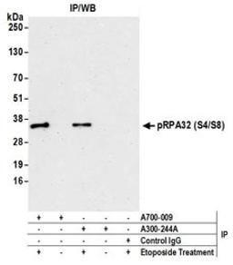 Detection of human Phospho RPA32 (S4/S8) by western blot of immunoprecipitates.