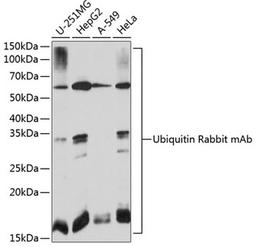 Western blot - Ubiquitin Rabbit mAb (A19686)