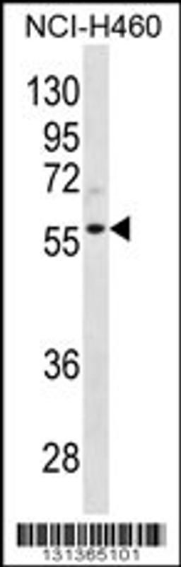 Western blot analysis in NCI-H460 cell line lysates (35ug/lane).