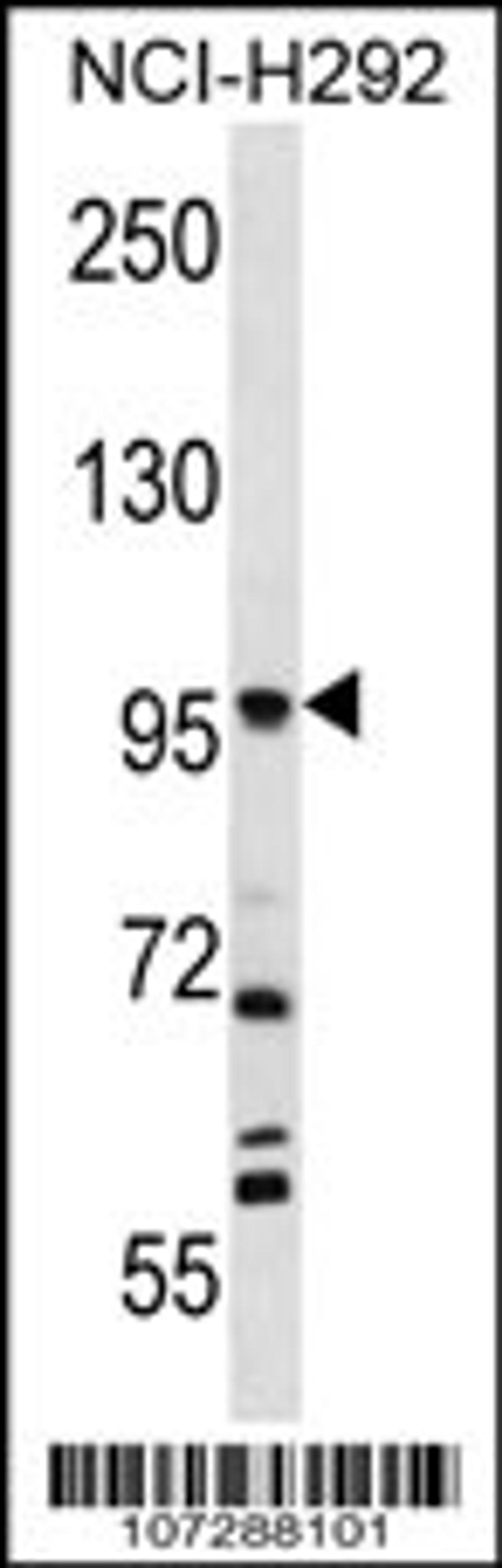 Western blot analysis in NCI-H292 cell line lysates (35ug/lane).