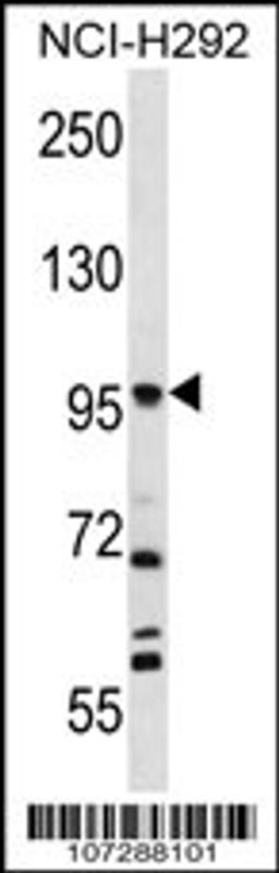 Western blot analysis in NCI-H292 cell line lysates (35ug/lane).