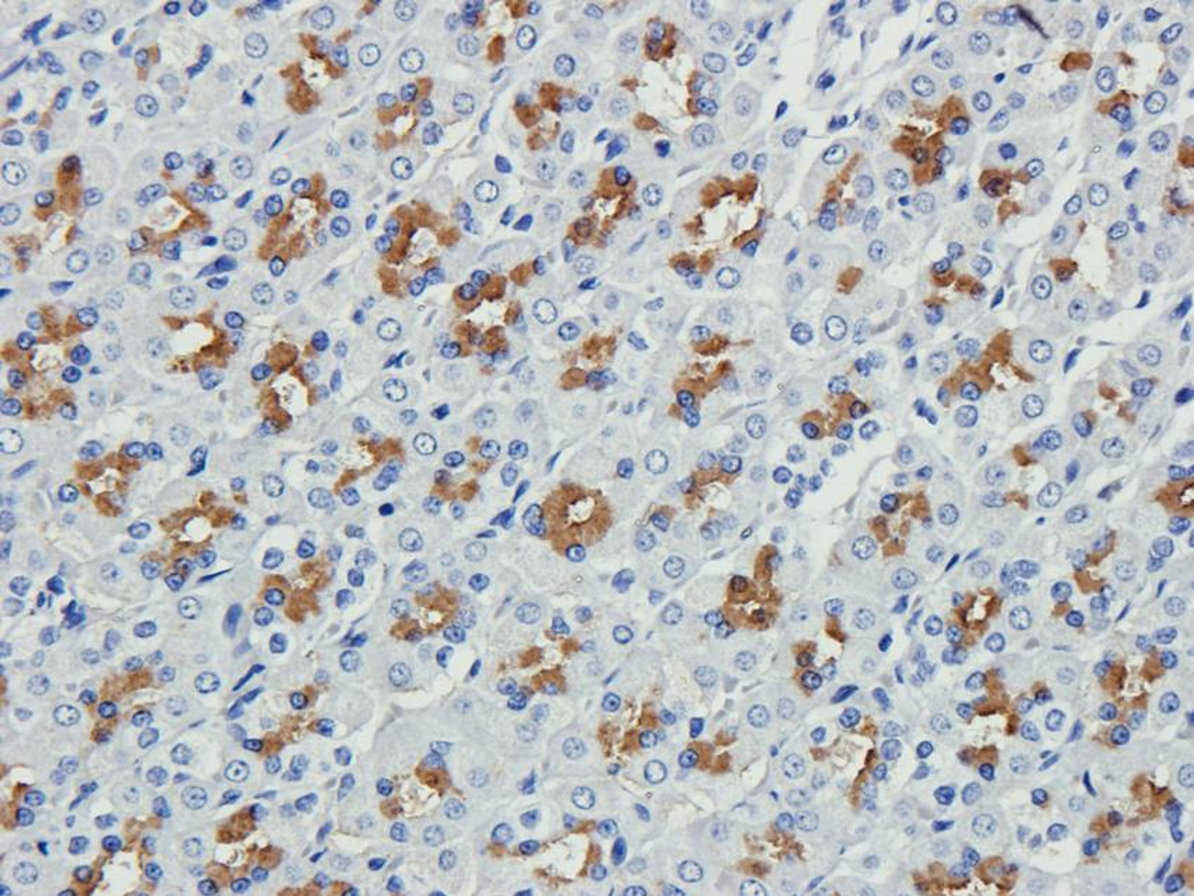 Immunohistochemical staining of rat stomach tissue using anti-Cubilin (2.5 ug/ml)