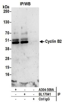 Detection of human Cyclin B2 by western blot of immunoprecipitates.